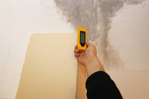 Best Black Mold Removal  in New Hope, AL