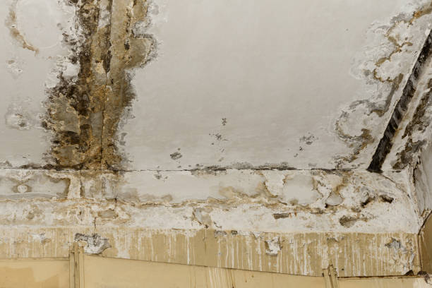 Mold Removal for HVAC Installations in New Hope, AL