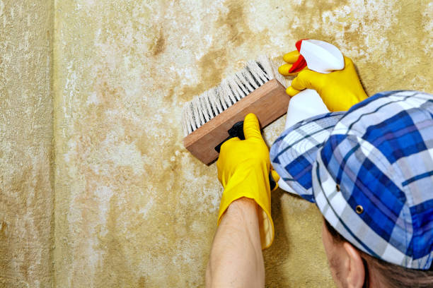 Best Attic Mold Removal  in New Hope, AL