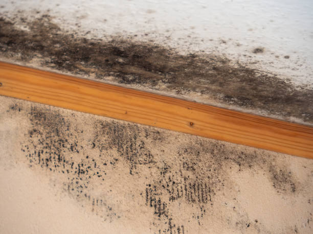 Best Post-Remediation Verification Testing  in New Hope, AL