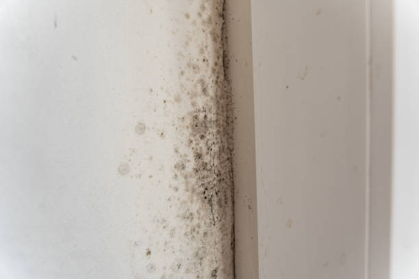 Reliable New Hope, AL Mold Removal Solutions