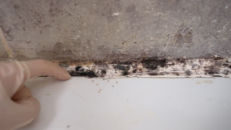 Best Commercial Mold Inspection  in New Hope, AL