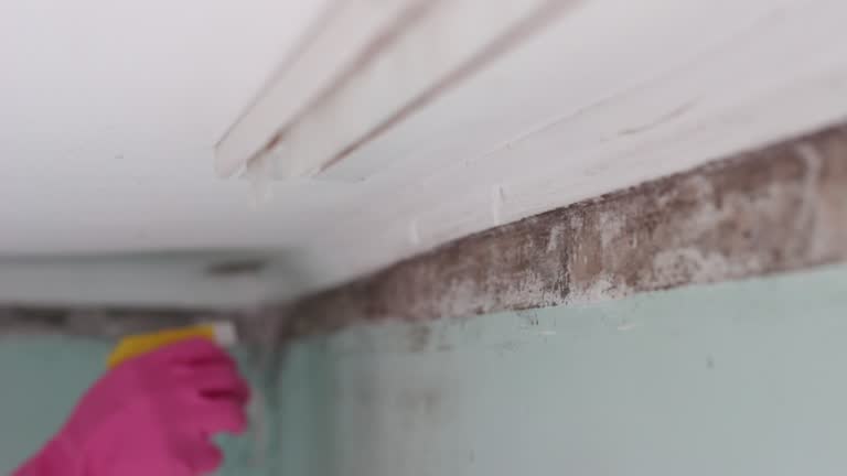 Best Forensic Mold Investigation  in New Hope, AL