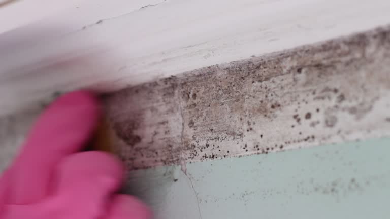 Best Asbestos and Lead Testing During Mold Inspection  in New Hope, AL